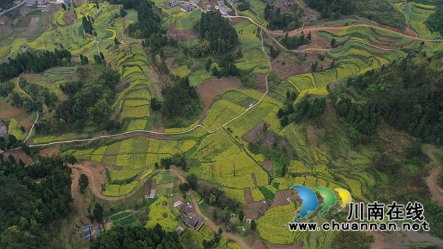 古蔺：皇华共裕村油菜花灿烂盛开(图3)