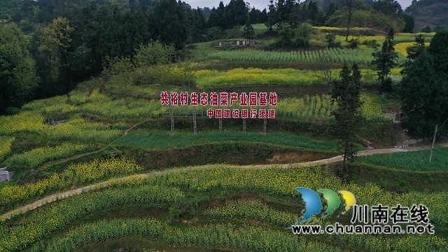 古蔺：皇华共裕村油菜花灿烂盛开(图4)