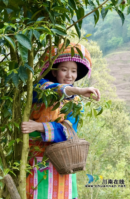 古蔺：苗家儿女的大茶树