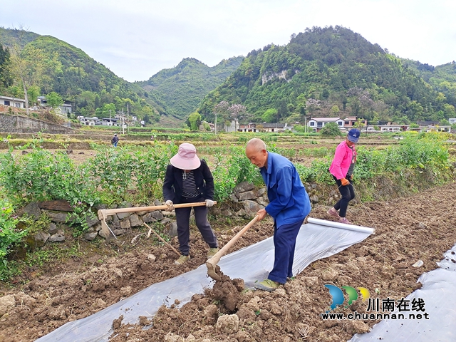 古蔺:春耕正当时,沃野添新绿!(图3) 古蔺:春耕正当时,沃野添新绿!(图3)