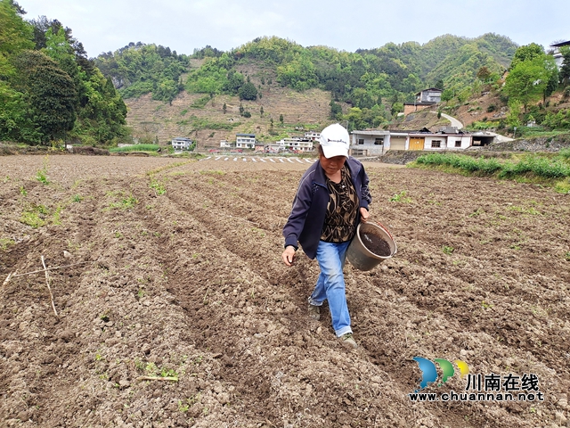 古蔺:春耕正当时,沃野添新绿!(图6) 古蔺:春耕正当时,沃野添新绿!(图6)