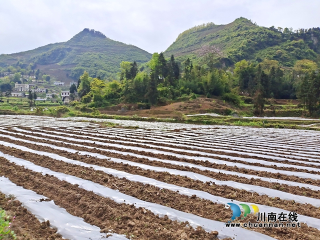 古蔺:春耕正当时,沃野添新绿!(图7) 古蔺:春耕正当时,沃野添新绿!(图7)