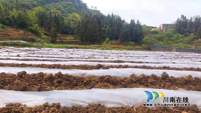 古蔺:春耕正当时,沃野添新绿!(图8) 古蔺:春耕正当时,沃野添新绿!(图8)