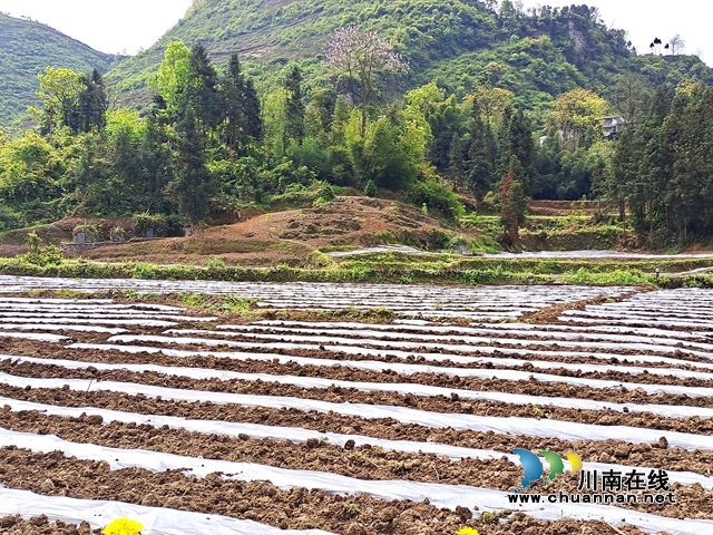古蔺:春耕正当时,沃野添新绿!(图10) 古蔺:春耕正当时,沃野添新绿!(图10)