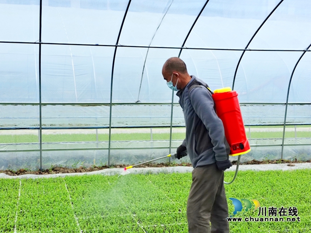 古蔺:春耕正当时,沃野添新绿!(图2) 古蔺:春耕正当时,沃野添新绿!(图2)