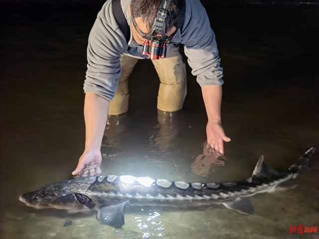 江安:一级保护动物长江鲟现身!被卡防护网获救助,已放归长江(图1) 江安:一级保护动物长江鲟现身!被卡防护网获救助,已放归长江(图1)