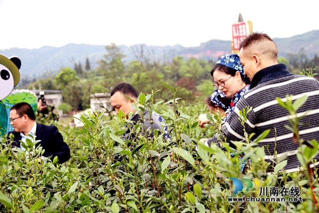 民建江阳区基层委员会:调研农旅融合,助力乡村振兴(图1) 民建江阳区基层委员会:调研农旅融合,助力乡村振兴(图1)