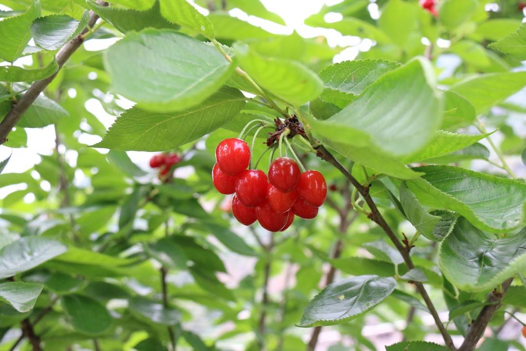 江阳区：方山樱桃抢“鲜”上市(图2)