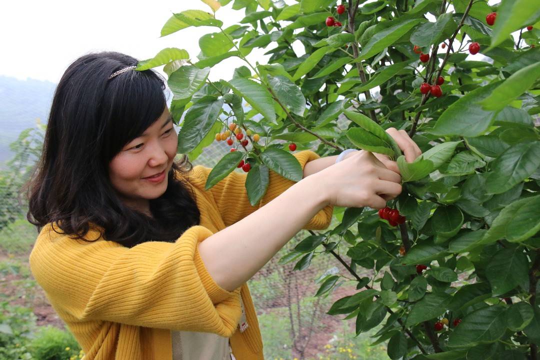 江阳区：方山樱桃抢“鲜”上市(图4)