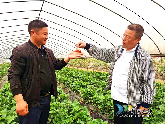 种有方,卖有道,江阳小伙种“科技草莓”赚得多!(图2) 种有方,卖有道,江阳小伙种“科技草莓”赚得多!(图2)