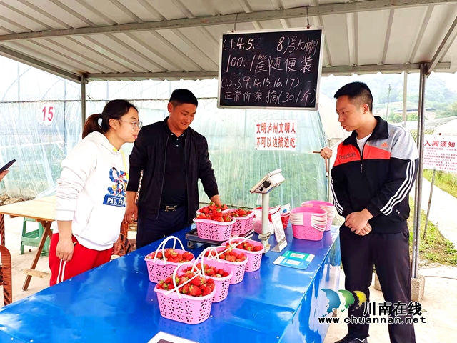 种有方,卖有道,江阳小伙种“科技草莓”赚得多!(图3) 种有方,卖有道,江阳小伙种“科技草莓”赚得多!(图3)