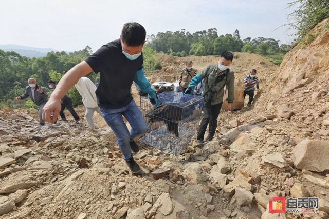 “大鸟”回家！ 自贡首次救助秃鹫并成功放飞野外(图3)