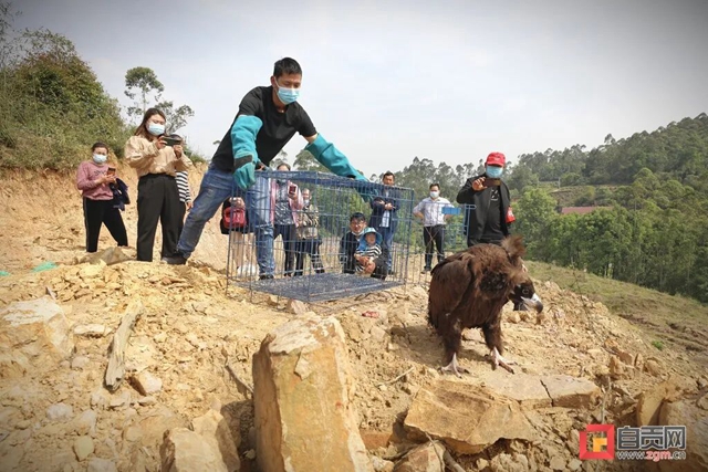 “大鸟”回家！ 自贡首次救助秃鹫并成功放飞野外(图5)