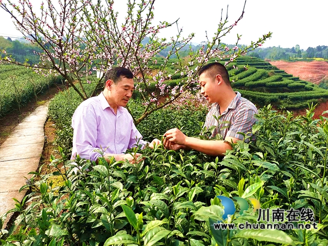 ​纳溪：能人回乡种茶 带富一方乡邻(图2)