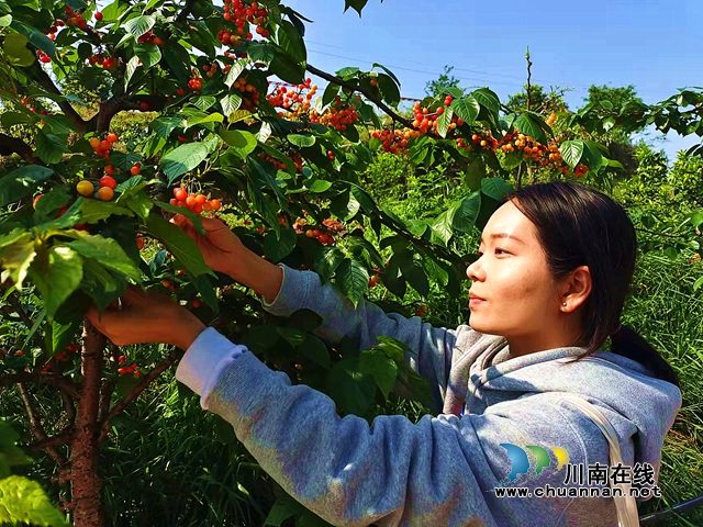 江阳区况场镇:小小红樱桃,种出致富路(图1) 江阳区况场镇:小小红樱桃,种出致富路(图1)