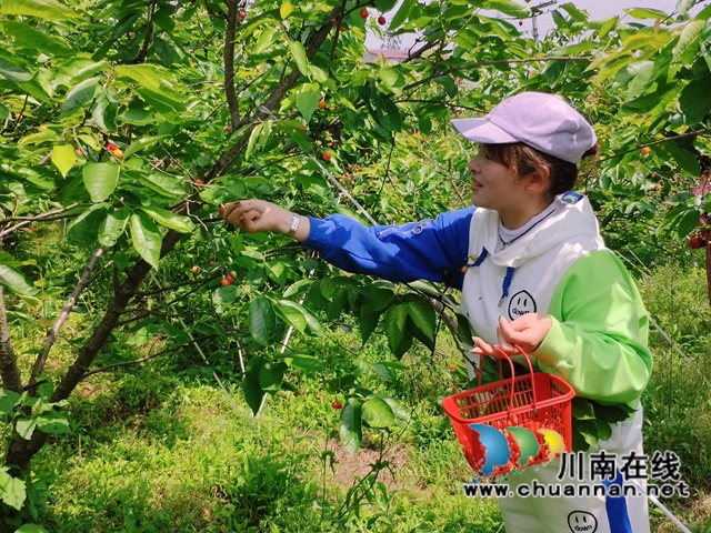宜宾南溪区长兴镇：樱桃红满枝，采摘旅游正当时(图3)
