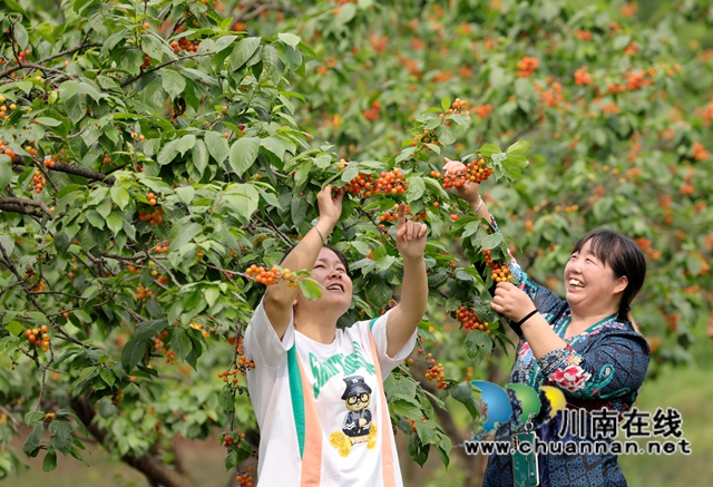 宜宾南溪区长兴镇：樱桃红满枝，采摘旅游正当时(图4)