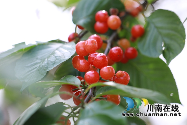 宜宾南溪区长兴镇：樱桃红满枝，采摘旅游正当时(图2)