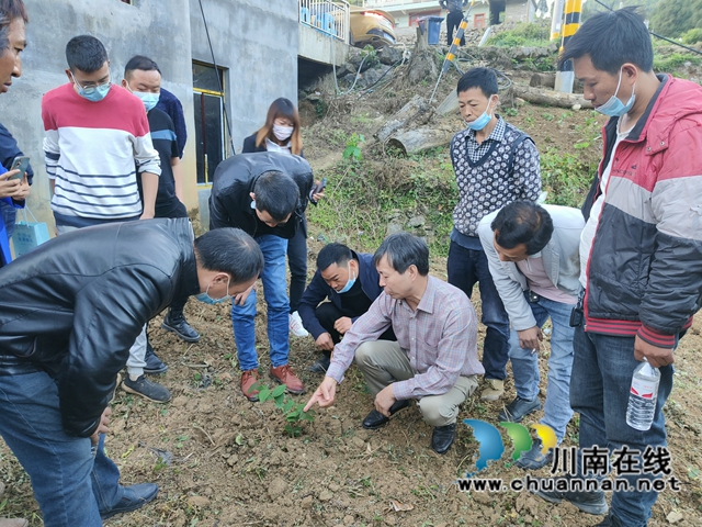 古蔺县石宝镇：“三尺讲台”进田间，乡贤授业笑开颜(图1)
