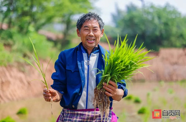 你看!好美的自贡春耕图(图1) 你看!好美的自贡春耕图(图1)