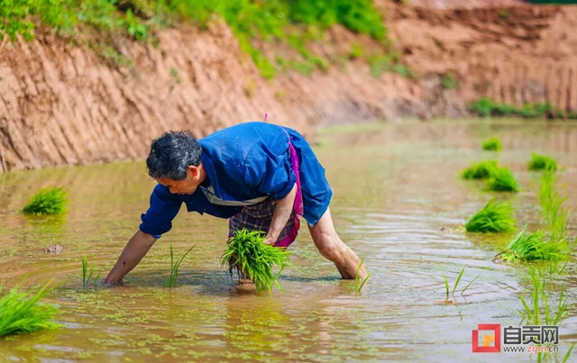 你看!好美的自贡春耕图(图2) 你看!好美的自贡春耕图(图2)