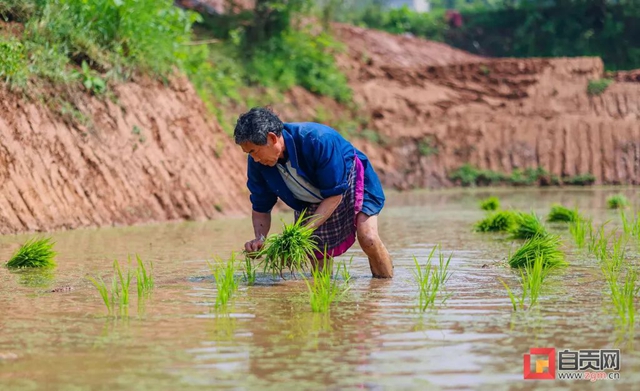 你看!好美的自贡春耕图(图3) 你看!好美的自贡春耕图(图3)
