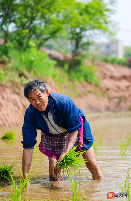 你看!好美的自贡春耕图(图5) 你看!好美的自贡春耕图(图5)