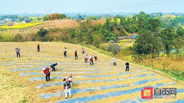 你看!好美的自贡春耕图(图8) 你看!好美的自贡春耕图(图8)