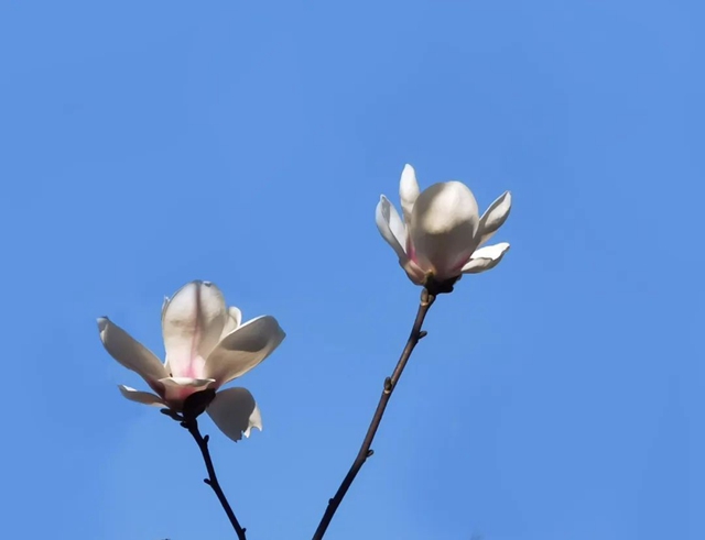 【扩散】来西南医大中医院，这两件事提前告诉你！(图3)