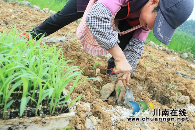 古蔺县二郎镇：防疫不松春耕忙(图2)
