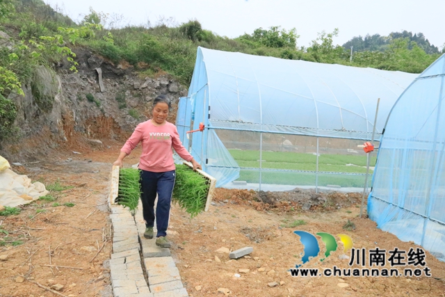 古蔺县二郎镇：防疫不松春耕忙(图3)