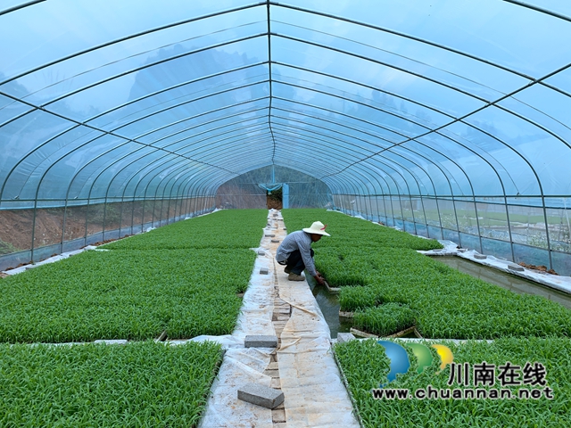 古蔺县二郎镇：防疫不松春耕忙(图8)