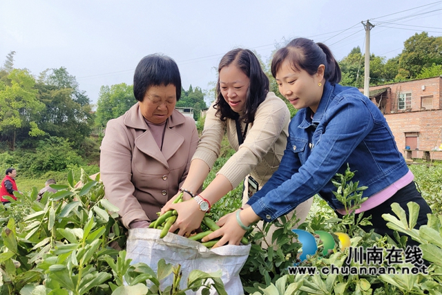 泸县得胜镇：“订单农业”助力  村民鼓了腰包(图1)