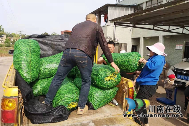 泸县得胜镇：“订单农业”助力  村民鼓了腰包(图2)