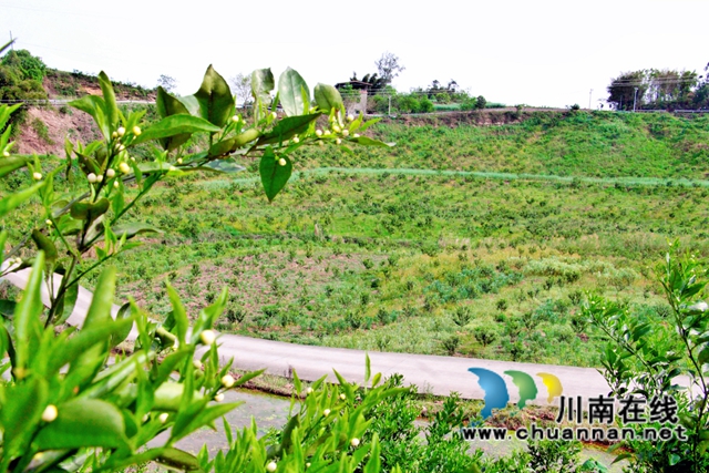 泸县石桥镇：柑橘花开十里香，乡贤引领百姓富(图1)