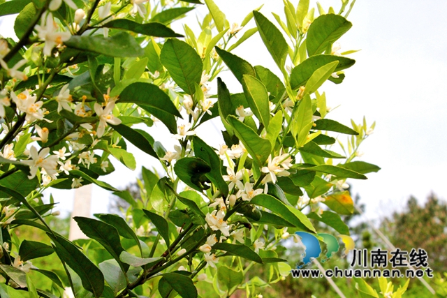 泸县石桥镇：柑橘花开十里香，乡贤引领百姓富(图3)