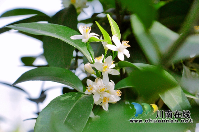 泸县石桥镇：柑橘花开十里香，乡贤引领百姓富(图2)