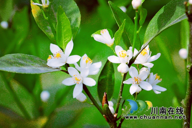 泸县石桥镇：柑橘花开十里香，乡贤引领百姓富(图6)