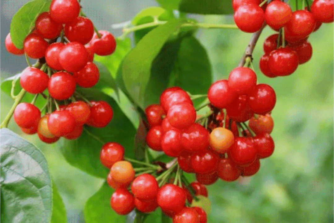 又红又甜！泸县樱桃采摘地图出炉，赶紧约起(图1)