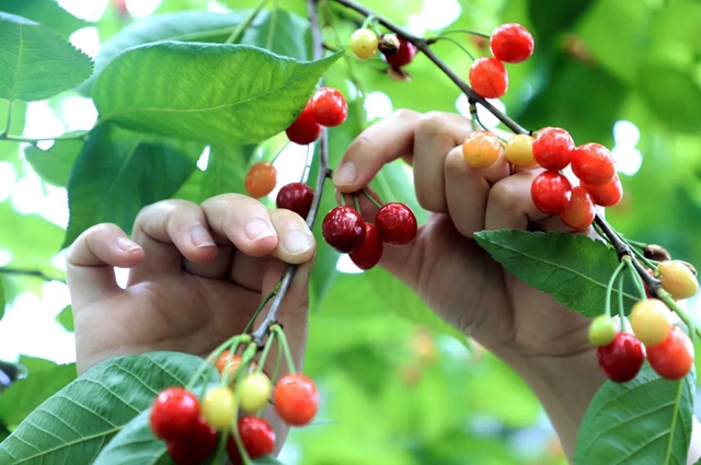 又红又甜！泸县樱桃采摘地图出炉，赶紧约起(图6)