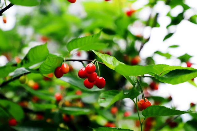 又红又甜！泸县樱桃采摘地图出炉，赶紧约起(图2)