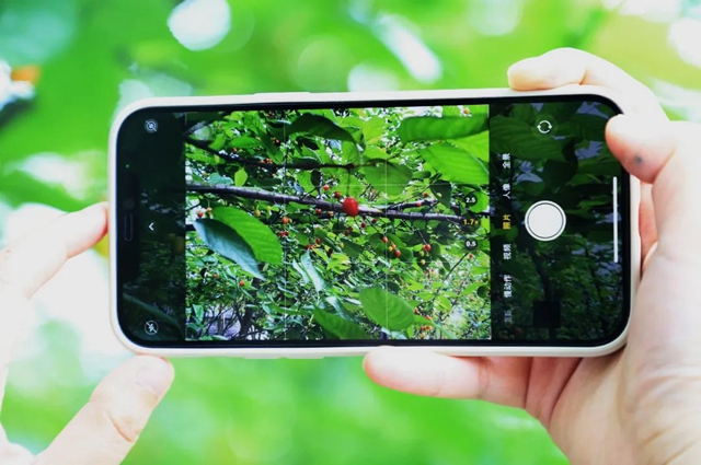 又红又甜！泸县樱桃采摘地图出炉，赶紧约起(图5)