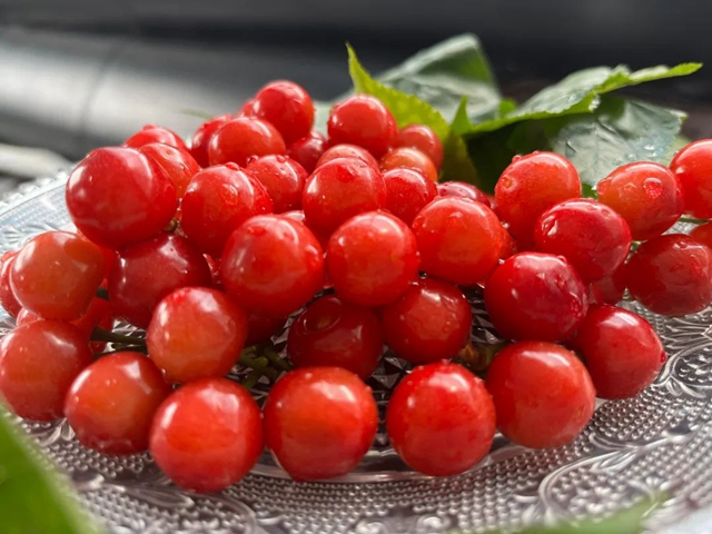 又红又甜！泸县樱桃采摘地图出炉，赶紧约起(图11)