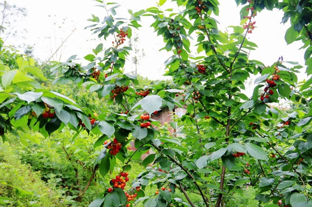 又红又甜！泸县樱桃采摘地图出炉，赶紧约起(图12)