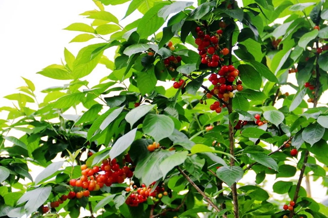 又红又甜！泸县樱桃采摘地图出炉，赶紧约起(图13)