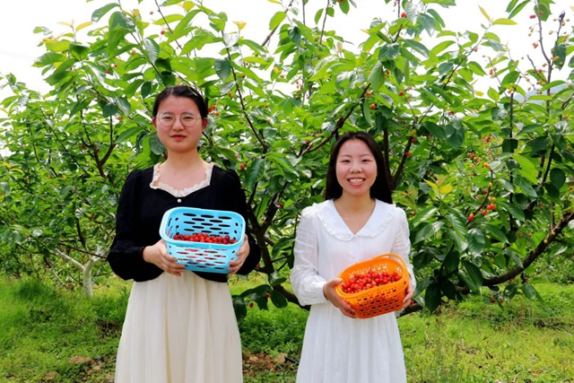 又红又甜！泸县樱桃采摘地图出炉，赶紧约起(图14)