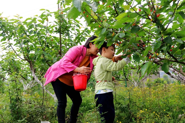 又红又甜！泸县樱桃采摘地图出炉，赶紧约起(图15)