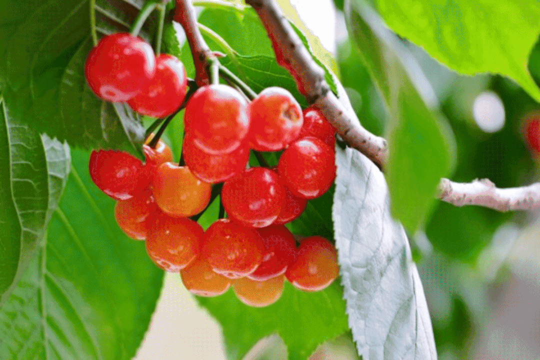 又红又甜！泸县樱桃采摘地图出炉，赶紧约起(图17)