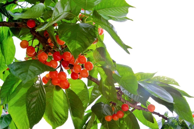 又红又甜！泸县樱桃采摘地图出炉，赶紧约起(图18)