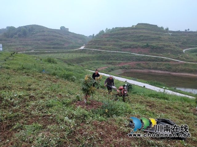 泸县云龙镇打响大豆扩种“丰收仗”(图2)
